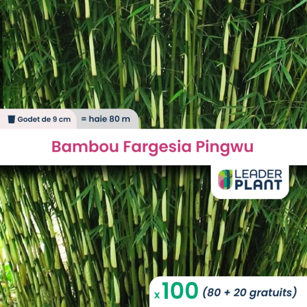 100 x bambou fargesia pingwu en godet