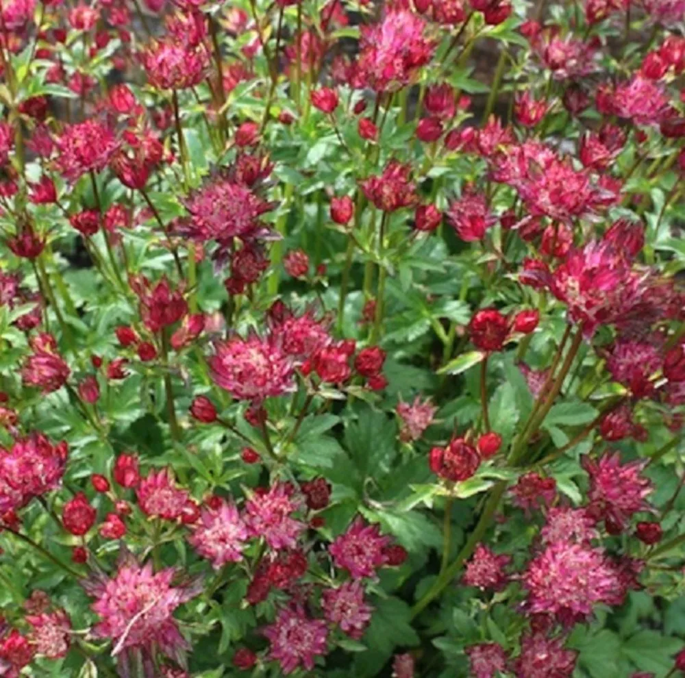6 x grande astrance 'rubra' - astrantia major 'rubra' - godet 9cm x 9cm