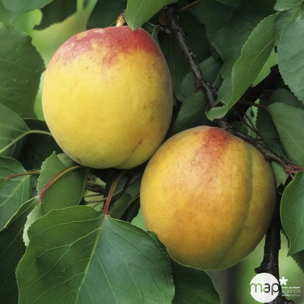 Abricotier Luizet : fuseau 3 ans d'âge C20L
